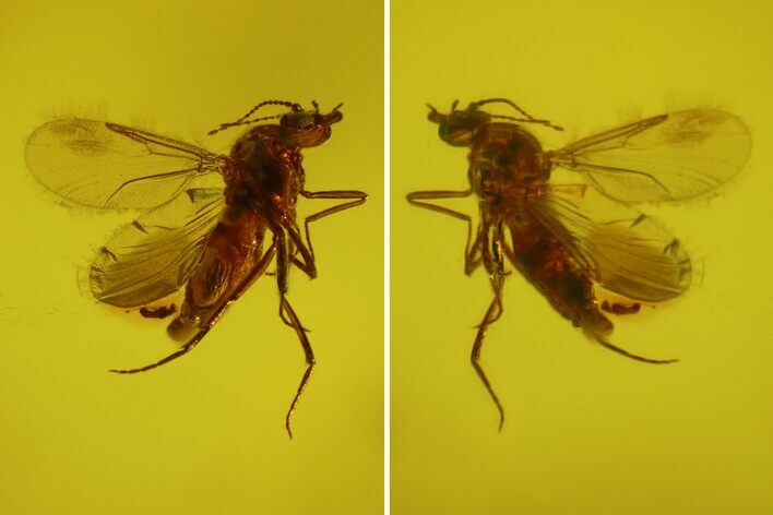 Fossil Fly (Diptera) In Baltic Amber #150736